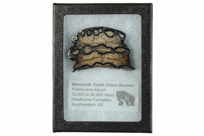 Mammoth Molar Slice With Case - South Carolina #291181